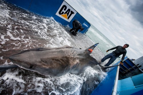 Figure 2: Photograph of white shark Lydia prior to release.  Image courtesy of Ocearch.org.